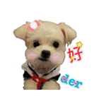 Maltese Large collection2（個別スタンプ：2）