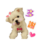 Maltese Large collection2（個別スタンプ：3）