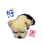 Maltese Large collection2（個別スタンプ：4）