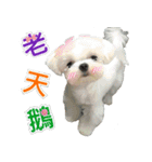 Maltese Large collection2（個別スタンプ：5）