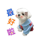 Maltese Large collection2（個別スタンプ：6）