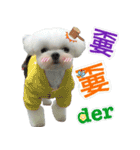Maltese Large collection2（個別スタンプ：7）