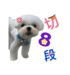 Maltese Large collection2（個別スタンプ：8）