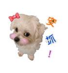Maltese Large collection2（個別スタンプ：9）