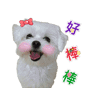 Maltese Large collection2（個別スタンプ：10）