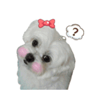 Maltese Large collection2（個別スタンプ：11）
