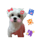 Maltese Large collection2（個別スタンプ：12）