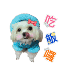 Maltese Large collection2（個別スタンプ：13）