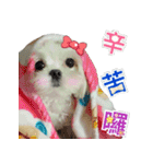 Maltese Large collection2（個別スタンプ：14）