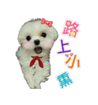 Maltese Large collection2（個別スタンプ：15）