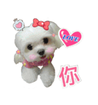 Maltese Large collection2（個別スタンプ：16）