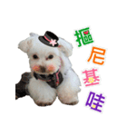 Maltese Large collection2（個別スタンプ：17）
