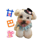 Maltese Large collection2（個別スタンプ：18）