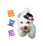 Maltese Large collection2（個別スタンプ：19）