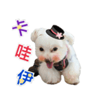 Maltese Large collection2（個別スタンプ：20）