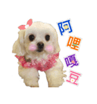 Maltese Large collection2（個別スタンプ：21）