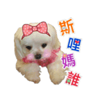 Maltese Large collection2（個別スタンプ：22）