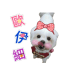Maltese Large collection2（個別スタンプ：23）
