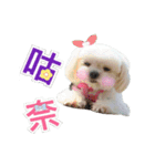 Maltese Large collection2（個別スタンプ：24）