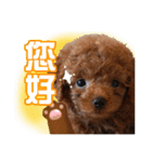 SUPERBALL（個別スタンプ：8）