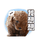 SUPERBALL（個別スタンプ：9）