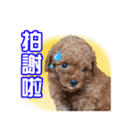 SUPERBALL（個別スタンプ：11）
