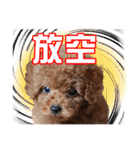 SUPERBALL（個別スタンプ：12）