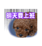 SUPERBALL（個別スタンプ：13）