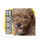 SUPERBALL（個別スタンプ：15）