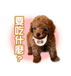 SUPERBALL（個別スタンプ：16）