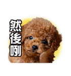SUPERBALL（個別スタンプ：17）