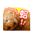 SUPERBALL（個別スタンプ：18）