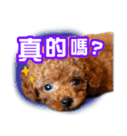SUPERBALL（個別スタンプ：20）
