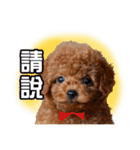 SUPERBALL（個別スタンプ：26）