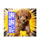 SUPERBALL（個別スタンプ：27）