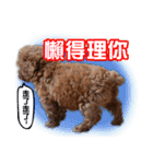 SUPERBALL（個別スタンプ：30）