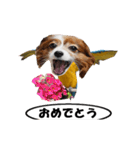 動く、犬トリ（個別スタンプ：1）