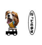 動く、犬トリ（個別スタンプ：3）