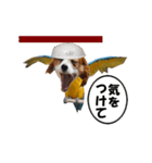 動く、犬トリ（個別スタンプ：6）