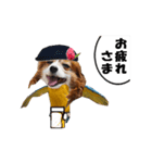 動く、犬トリ（個別スタンプ：7）