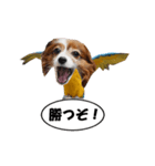 動く、犬トリ（個別スタンプ：11）