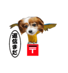 動く、犬トリ（個別スタンプ：13）