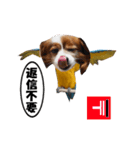 動く、犬トリ（個別スタンプ：14）