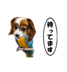 動く、犬トリ（個別スタンプ：21）