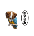 動く、犬トリ（個別スタンプ：23）