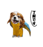 動く、犬トリ（個別スタンプ：24）