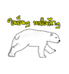P BEAR FAMILY - Thai version（個別スタンプ：17）