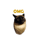 PhePhe Meow 1（個別スタンプ：1）