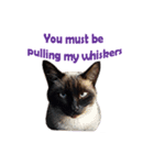 PhePhe Meow 1（個別スタンプ：3）