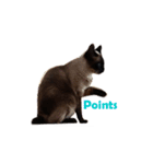 PhePhe Meow 1（個別スタンプ：4）
